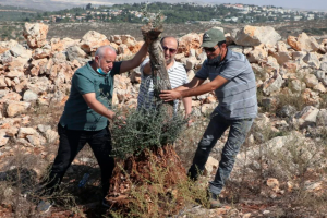 Illegal Israeli Settlers Uproot Palestinian Olive Trees near Nablus