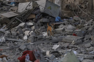 Israel Leaves Palestinian Bodies for Stray Dogs: Gaza Civil Defense