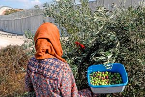قطف الزيتون من الحقول الواقعة وراء الجدار الإسرائيلي.. معاناة فلسطينية