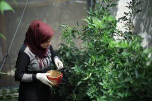 Palestine Refugee Breaks Ground by Opening Up Hydroponic Farm