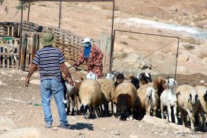 Jewish Settlers Attack Shepherds, Set up Mobile Home on Palestinian Land
