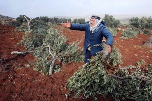 الخارجية الفلسطينية: استهداف شجرة الزيتون يهدف للسيطرة على الأرض لصالح الاستيطان