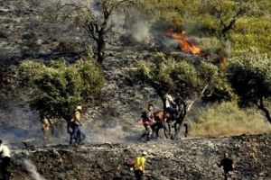 Israeli Settlers Set Palestinian Olive Trees on Fire South of Nablus
