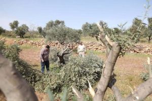 Israeli Forces Uproot over 20 Palestinian Olive Trees near Ramallah