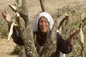 Israeli Forces Uproot Dozens of Olive Trees in Jordan Valley