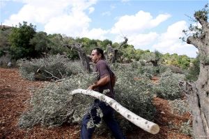 Israeli Forces Uproot Hundreds of Olive Trees in West Bank Village