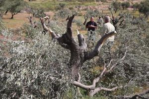مستوطنون يقتلعون نحو 400 شجرة زيتون جنوبي الضفة الغربية
