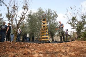 الأونروا تدعم المزارعين اللاجئين خلال موسم قطف الزيتون بالضفة الغربية