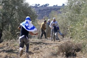 Israeli Settlers Steal Olive Harvest from Palestinian Land, Uproot Hundreds of Saplings