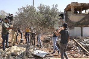 Israelis Steal Palestinian Olive Harvest in West Bank