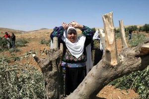 مستوطنون يقتلعون 45 شجرة زيتون شمالي الضفة الغربية