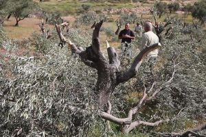 جيش الاحتلال يقتلع 100شجرة زيتون جنوبي الضفة