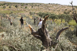 Israeli Forces Uproot Palestinian Olive Trees in Occupied West Bank