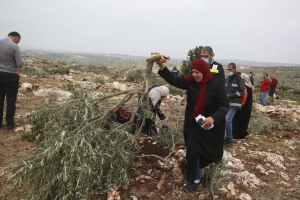Israeli Occupation Forces Uproot over 100 Olive Trees near AlKhalil to Seize Palestinian Land