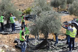 On United Nations Day, UNRWA Joins Palestine Refugee Farmer in Beit Iksa Northwest of Jerusalem for Olive Harvest