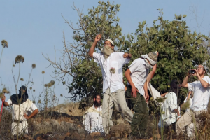 Amid Increasing Israeli Evacuation Calls, Israeli Settlers Uproot Olive Trees in Masafer Yatta