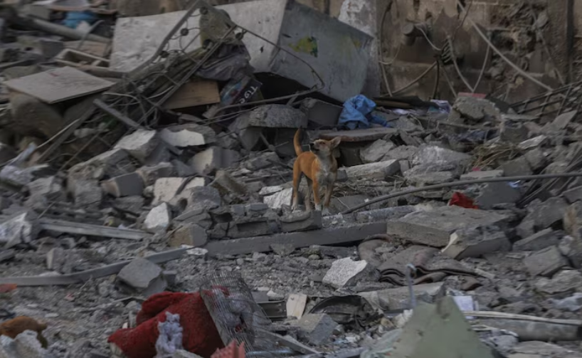 Israel Leaves Palestinian Bodies for Stray Dogs: Gaza Civil Defense