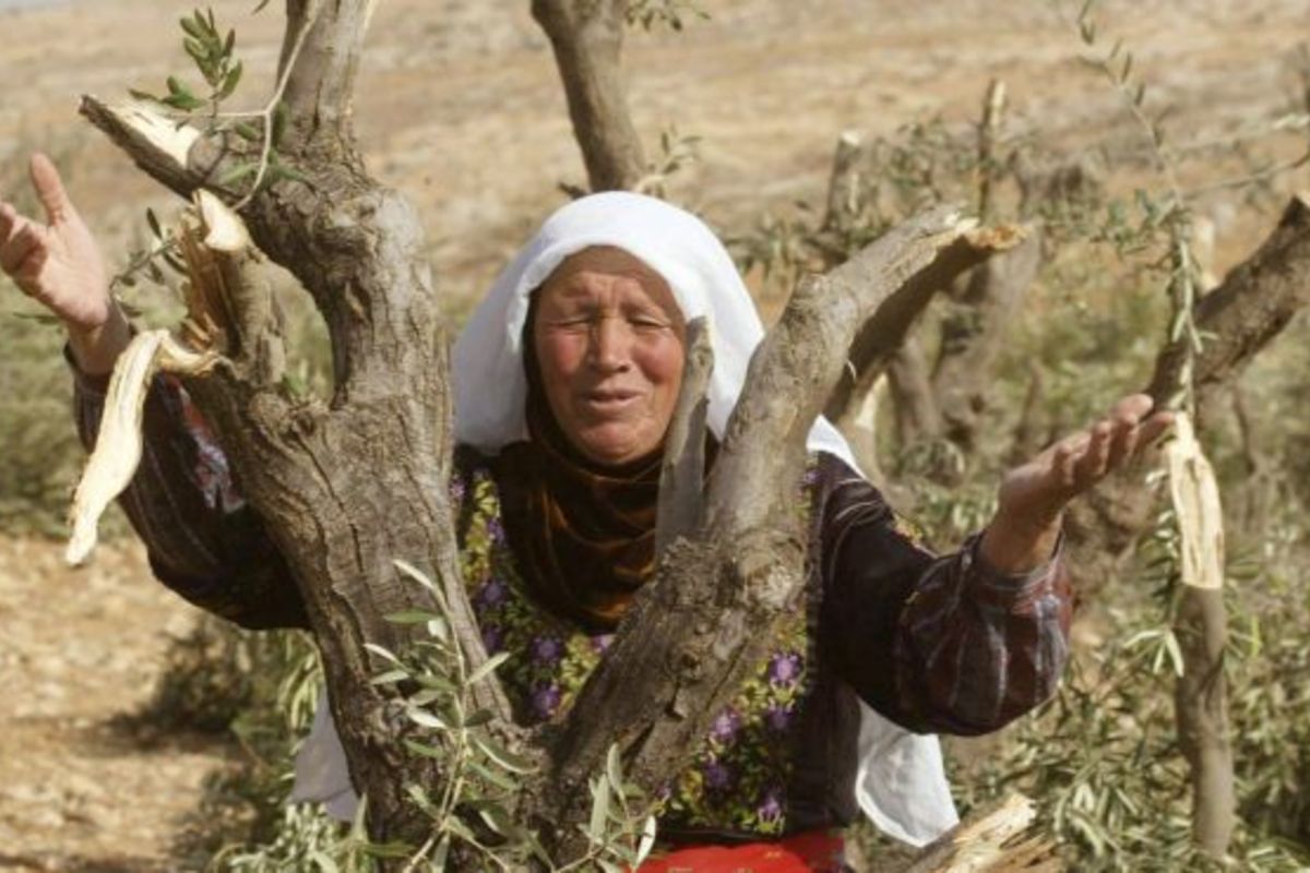 Israeli Settlers Chop Down Palestinian Olive Trees in West Bank