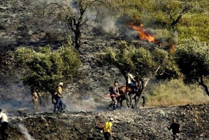 Israeli Settlers Set Palestinian Olive Trees on Fire South of Nablus