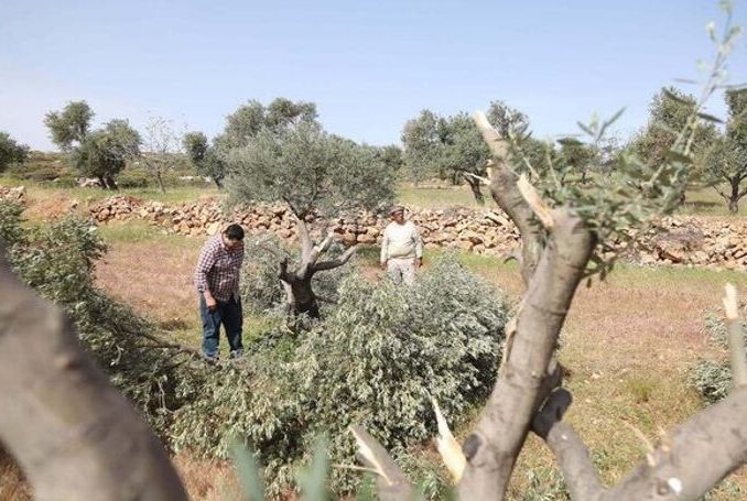 Israeli Forces Uproot over 20 Palestinian Olive Trees near Ramallah