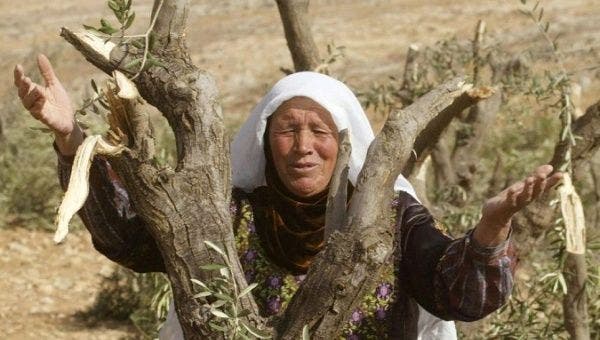 Israeli Forces Uproot Dozens of Olive Trees in Jordan Valley